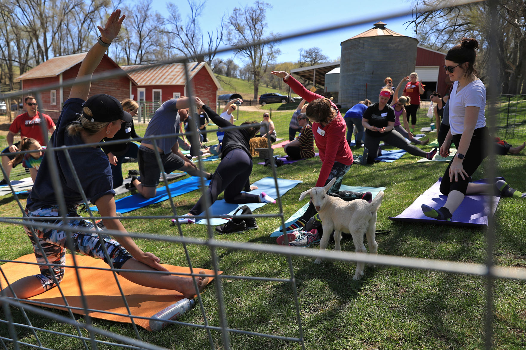 Namaste Goat Yoga
